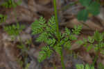 Hairyfruit chervil